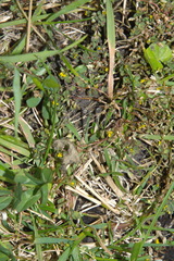 Trifolium micranthum