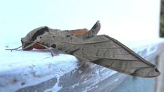 Protambulyx strigilis