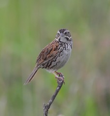 Xenospiza baileyi