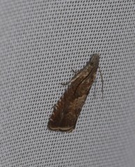 Dichrorampha acuminatana