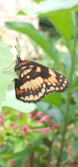 Chlosyne lacinia saundersi