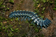 Rhachodesmidae