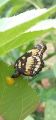 Chlosyne lacinia saundersi