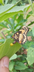 Chlosyne lacinia saundersi