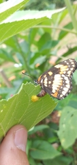 Chlosyne lacinia saundersi