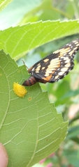 Chlosyne lacinia saundersi