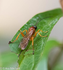 Theronia