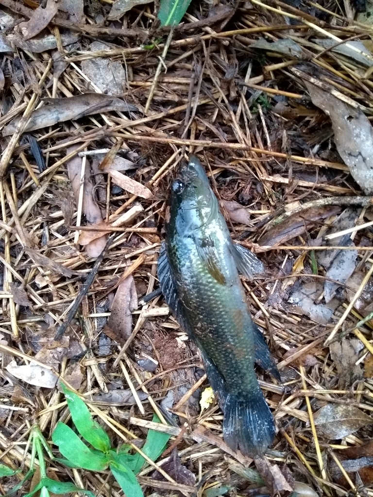 Burned Pike Cichlid