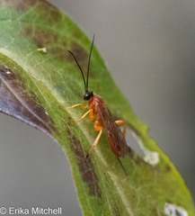 Theronia