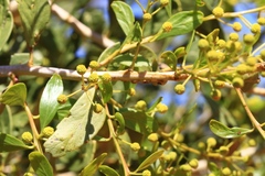 Acacia chartacea