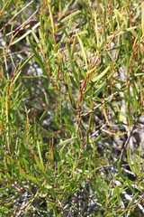 Acacia lineolata