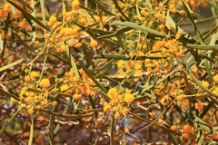 Acacia rostellifera