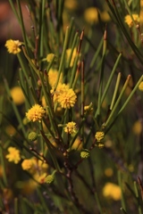 Acacia roycei