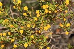 Acacia spathulifolia