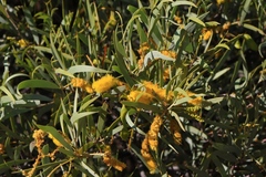 Acacia xiphophylla