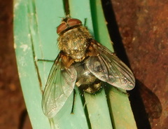 Pollenia rudis