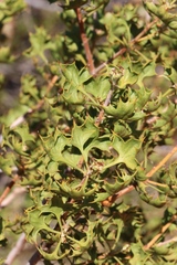 Adenanthos acanthophyllus
