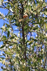 Bursaria occidentalis