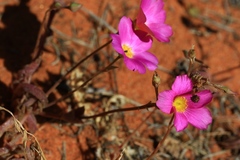 Calandrinia remota