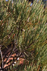 Melaleuca aglaia