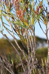 Melaleuca glabra