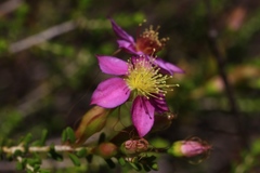 Calytrix brevifolia