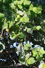 Codonocarpus cotinifolius
