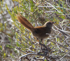 Dasyornis brachypterus