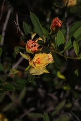 Labichea cassioides