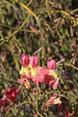 Lechenaultia linarioides