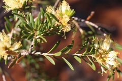 Melaleuca leiopyxis