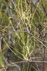 Persoonia bowgada