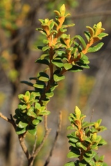 Physopsis chrysophylla