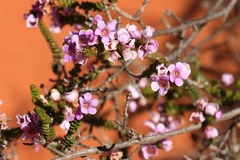 Thryptomene strongylophylla