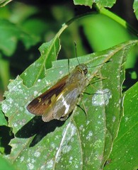 Tirynthia conflua