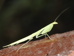 Sinomantis denticulata
