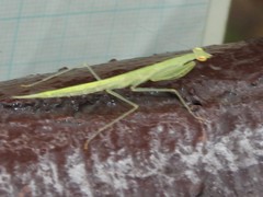 Sinomantis denticulata