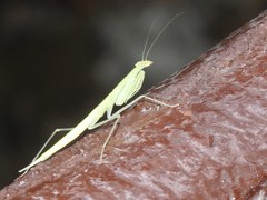 Sinomantis denticulata