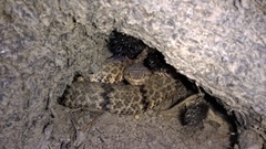 Crotalus lepidus