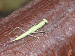 Sinomantis denticulata