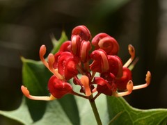 Grevillea longicuspis
