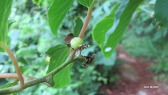 Actinidia arguta