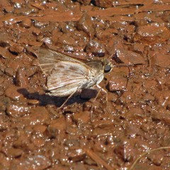 Tirynthoides virilis