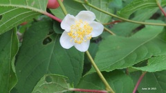 Actinidia polygama