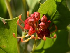 Grevillea longicuspis