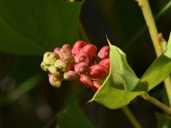 Grevillea longicuspis