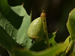 Grevillea longicuspis