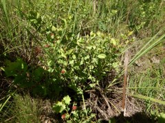 Grevillea longicuspis