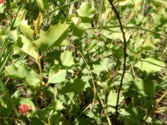 Grevillea longicuspis