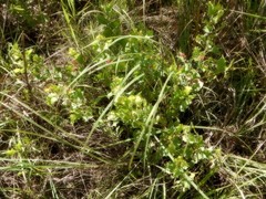 Grevillea longicuspis